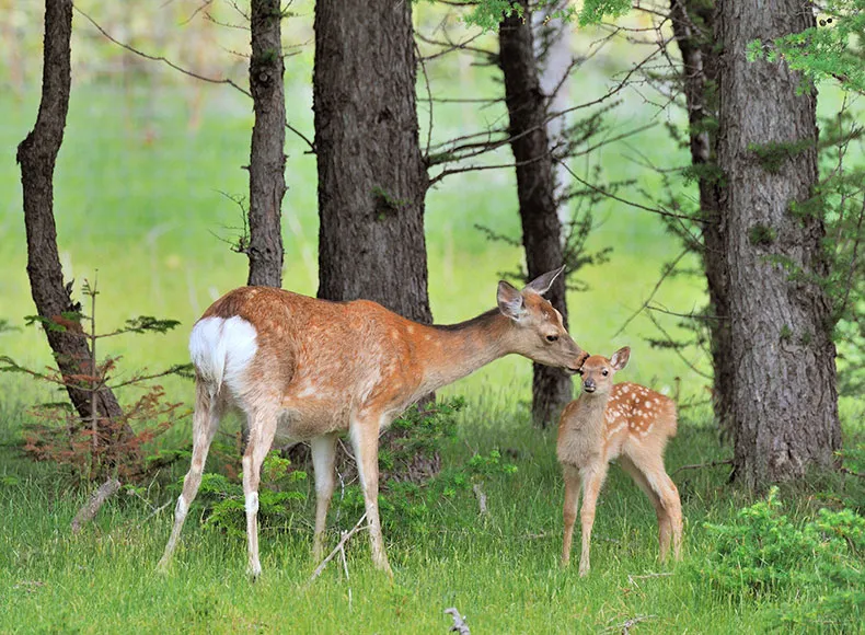 画像:支笏洞爺国立公園の鹿
