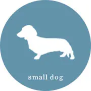 Icon：Small dogs