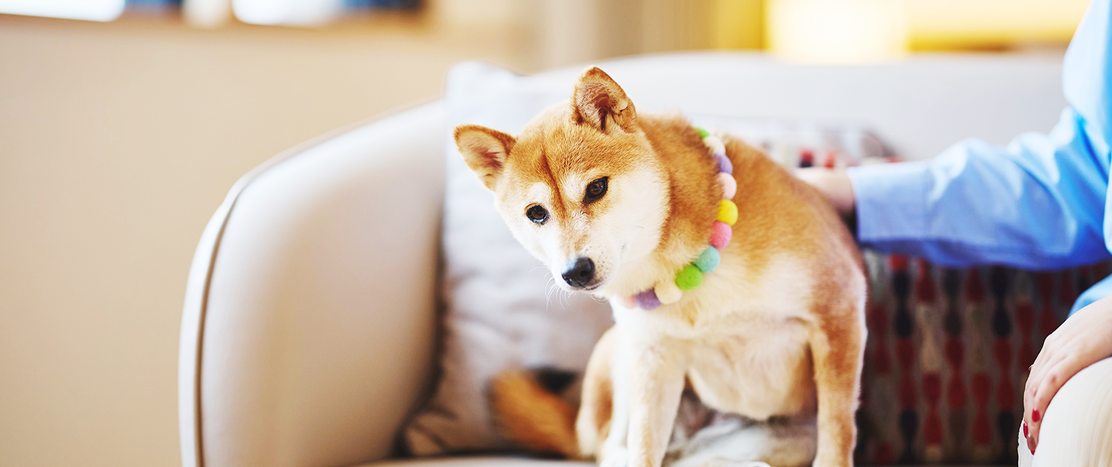 画像:ワンちゃんルーム