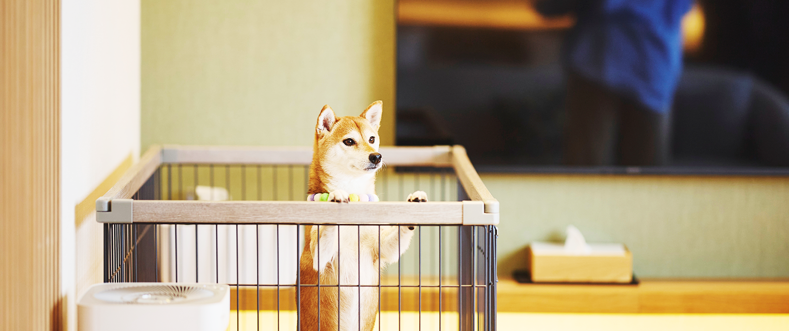 画像:ワンちゃんルーム