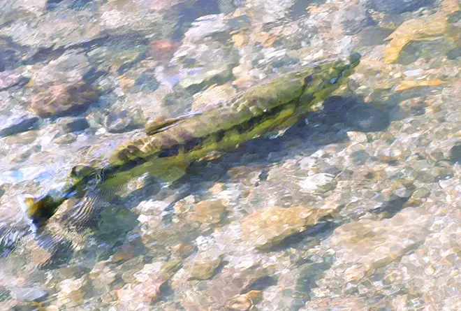 画像:ジオサイト「命を繋ぐ鮭の遡上と龍神参り」ツアー