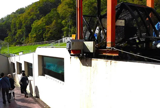 画像:ジオサイト「命を繋ぐ鮭の遡上と龍神参り」ツアー