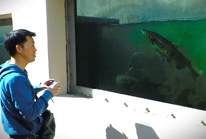 画像:ジオサイト「命を繋ぐ鮭の遡上と龍神参り」ツアー