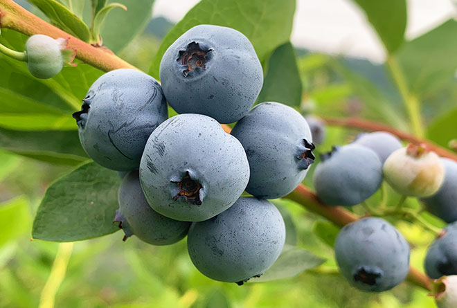 画像:くだもの狩り体験