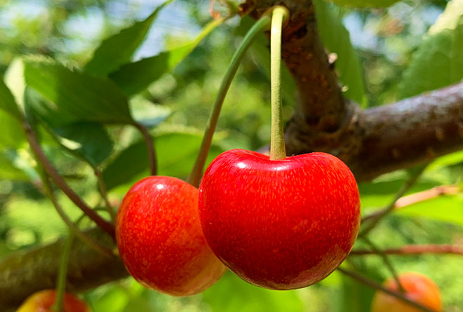 画像:くだもの狩り体験